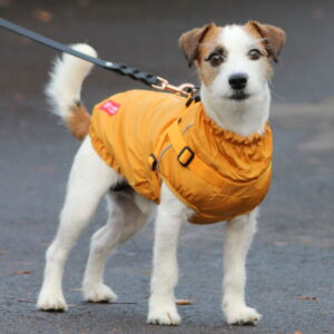 Koiran takki valjailla 51 Degrees North Adventure, keltainen (40 cm)