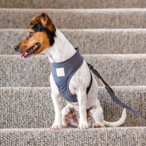 Valjaat koiralle FuzzYard Life, harmaa (L)